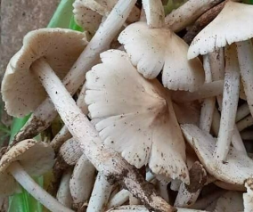 Mỗi kg nấm mối được bán giá gần triệu đồng
