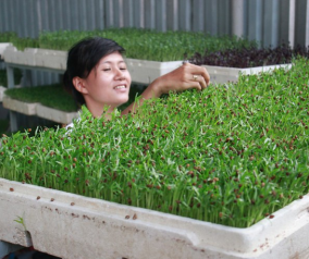 Ba loại rau mầm dễ trồng tại nhà