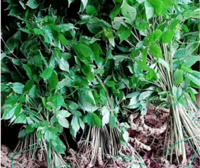 Đổ xô đi tìm loại cây giống với sâm Ngọc Linh