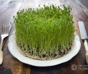 Tại Sao Rau Mầm Dễ Gây Ngộ Độc?